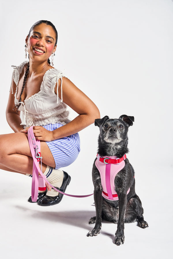 Cushioned Dog Harness